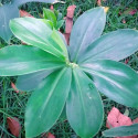 Costus Guanaiensis, Gingembre spirale, Guyana Costus, Giant Spiral Ginger, Costaceae