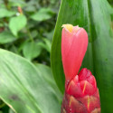 Costus Guanaiensis, Gingembre spirale, Guyana Costus, Giant Spiral Ginger, Costaceae