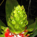 Costus Guanaiensis, Gingembre spirale, Guyana Costus, Giant Spiral Ginger, Costaceae