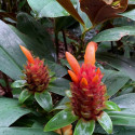 Costus Guanaiensis, Gingembre spirale, Guyana Costus, Giant Spiral Ginger, Costaceae