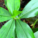 Costus Guanaiensis, Gingembre spirale, Guyana Costus, Giant Spiral Ginger, Costaceae