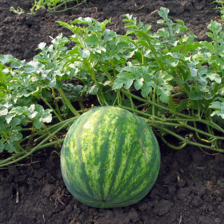 Melothria sphaerocarpa, Cucumeropsis mannii, Posadaea sphaerocarpa, melon, cucurbitaceae, Cucurbitales, Cucurbitella