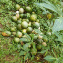 Melothria sphaerocarpa, Cucumeropsis mannii, Posadaea sphaerocarpa, melon, cucurbitaceae, Cucurbitales, Cucurbitella, graines