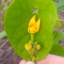 Melothria sphaerocarpa, Cucumeropsis mannii, Posadaea sphaerocarpa, melon, cucurbitaceae, Cucurbitales, Cucurbitella, graines