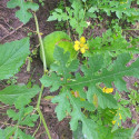 Melothria sphaerocarpa, Cucumeropsis mannii, Posadaea sphaerocarpa, melon, cucurbitaceae, Cucurbitales, Cucurbitella, graines