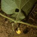 Melothria sphaerocarpa, Cucumeropsis mannii, Posadaea sphaerocarpa, melon, cucurbitaceae, Cucurbitales, Cucurbitella, graines