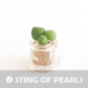 Babyplante cactus String of Pearls - Mini plante Senecio rowleyanus, plante collier de perles