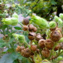 Nicotiana rustica, Petit tabac, Tabac des jardins, Tabac rustique, Tabac sacré du Pérou, Tabac aztèque, Tabac indien blanc