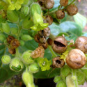 Nicotiana rustica, Petit tabac, Tabac des jardins, Tabac rustique, Tabac sacré du Pérou, Tabac aztèque, Tabac indien blanc