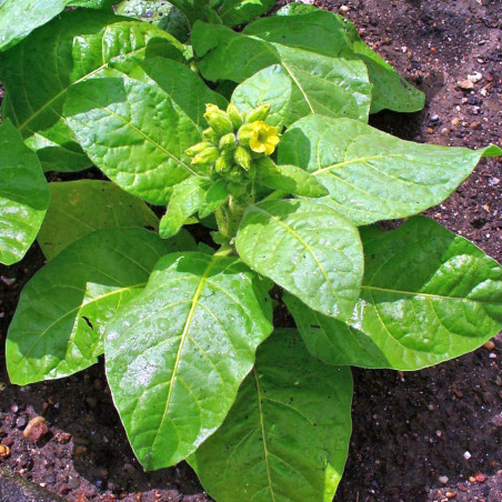 Nicotiana rustica, Petit tabac, Tabac des jardins, Tabac rustique, Tabac sacré du Pérou, Tabac aztèque, Tabac indien blanc