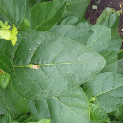 Nicotiana rustica, Petit tabac, Tabac des jardins, Tabac rustique, Tabac sacré du Pérou, Tabac aztèque, Tabac indien blanc