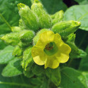 Nicotiana rustica, Petit tabac, Tabac des jardins, Tabac rustique, Tabac sacré du Pérou, Tabac aztèque, Tabac indien blanc