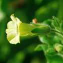 Nicotiana rustica, Petit tabac, Tabac des jardins, Tabac rustique, Tabac sacré du Pérou, Tabac aztèque, Tabac indien blanc