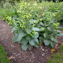 Nicotiana rustica, Petit tabac, Tabac des jardins, Tabac rustique, Tabac sacré du Pérou, Tabac aztèque, Tabac indien blanc