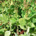 Nicotiana rustica, Petit tabac, Tabac des jardins, Tabac rustique, Tabac sacré du Pérou, Tabac aztèque, Tabac indien blanc