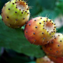 Opuntia Ficus-Indica, Figuier de Barbarie, figue, fruit, cactus, Cactaceae, karmus nsara