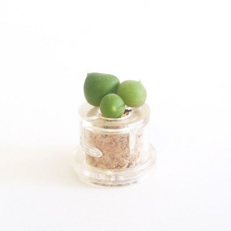 Babyplante String of Pearls - Mini plante cactus succulente