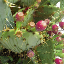 Opuntia Ficus-Indica, Figuier de Barbarie, figue, fruit, cactus, Cactaceae, karmus nsara