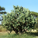 Opuntia Ficus-Indica, Figuier de Barbarie, figue, fruit, cactus, Cactaceae, karmus nsara