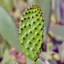 Opuntia Ficus-Indica, Figuier de Barbarie, figue, fruit, cactus, Cactaceae, karmus nsara