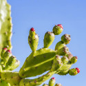 Opuntia Ficus-Indica, Figuier de Barbarie, figue, fruit, cactus, Cactaceae, karmus nsara