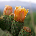 Opuntia Ficus-Indica, Figuier de Barbarie, figue, fruit, cactus, Cactaceae, karmus nsara