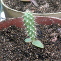 Opuntia Ficus-Indica, Figuier de Barbarie, figue, fruit, cactus, Cactaceae, karmus nsara