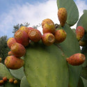 Opuntia Ficus-Indica, Figuier de Barbarie, figue, fruit, cactus, Cactaceae, karmus nsara