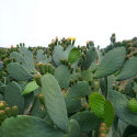 Opuntia Ficus-Indica, Figuier de Barbarie, figue, fruit, cactus, Cactaceae, karmus nsara