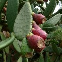 Opuntia Ficus-Indica, Figuier de Barbarie, figue, fruit, cactus, Cactaceae, karmus nsara