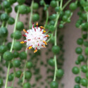 Senecio rowleyanus ou Kleinia rowleyana - Plante collier de perles, Kleinia à groseilles - fleur