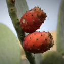 Opuntia Ficus-Indica, Figuier de Barbarie, figue, fruit, cactus, Cactaceae, karmus nsara