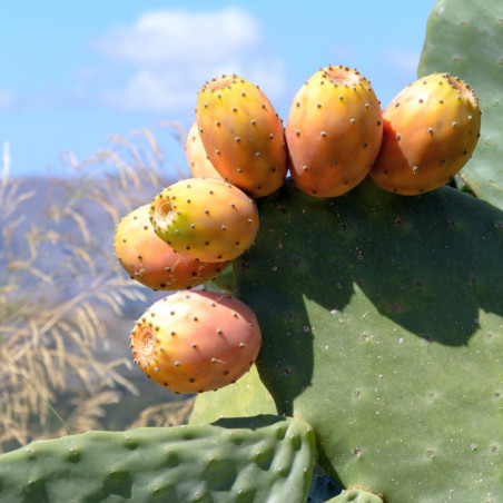 Opuntia Ficus-Indica, Figuier de Barbarie, figue, fruit, cactus, Cactaceae, karmus nsara