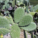 Opuntia Ficus-Indica, Figuier de Barbarie, figue, fruit, cactus, Cactaceae, karmus nsara