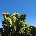 Opuntia Ficus-Indica, Figuier de Barbarie, figue, fruit, cactus, Cactaceae, karmus nsara