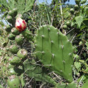 Opuntia Ficus-Indica, Figuier de Barbarie, figue, fruit, cactus, Cactaceae, karmus nsara