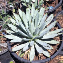 Agave Macroacantha, Asparagales, Asparagaceae, Agave flavescens, succulentes, succulents, cactus, Mexique, Black-spined Agave