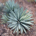 Agave Macroacantha, Asparagales, Asparagaceae, Agave flavescens, succulentes, succulents, cactus, Mexique, Black-spined Agave