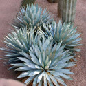 Agave Macroacantha, Asparagales, Asparagaceae, Agave flavescens, succulentes, succulents, cactus, Mexique, Black-spined Agave