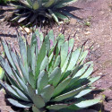 Agave Macroacantha, Asparagales, Asparagaceae, Agave flavescens, succulentes, succulents, cactus, Mexique, Black-spined Agave