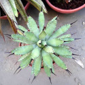 Agave Macroacantha, Asparagales, Asparagaceae, Agave flavescens, succulentes, succulents, cactus, Mexique, Black-spined Agave