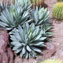 Agave Macroacantha, Asparagales, Asparagaceae, Agave flavescens, succulentes, succulents, cactus, Mexique, Black-spined Agave