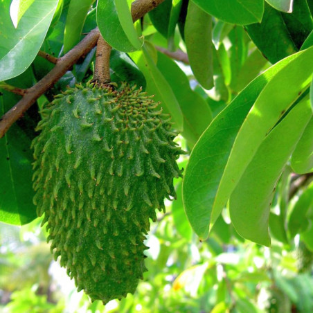 Annona muricata, corossolier, sapadille, graviola, corossol, soursop, Annona macrocarpa, Annonaceae, graines, seeds