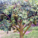 Annona muricata, corossolier, sapadille, graviola, corossol, soursop, Annona macrocarpa, Annonaceae, graines, seeds