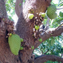 Annona muricata, corossolier, sapadille, graviola, corossol, soursop, Annona macrocarpa, Annonaceae, graines, seeds