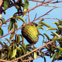 Annona muricata, corossolier, sapadille, graviola, corossol, soursop, Annona macrocarpa, Annonaceae, graines, seeds