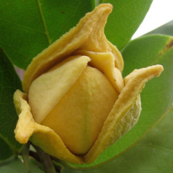 Annona muricata, corossolier, sapadille, graviola, corossol, soursop, Annona macrocarpa, Annonaceae, graines, seeds