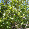 Annona muricata, corossolier, sapadille, graviola, corossol, soursop, Annona macrocarpa, Annonaceae, graines, seeds