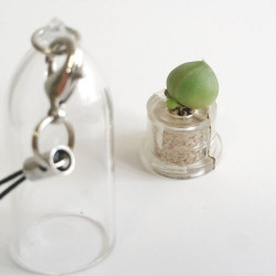 porte clé Babyplante String of Pearls - Mini plante cactus Senecio rowleyanus