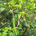 Annona muricata, corossolier, sapadille, graviola, corossol, soursop, Annona macrocarpa, Annonaceae, graines, seeds